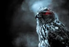 selective coloring bird of prey 1920x1080 wallpaper Art HD Wallpaper